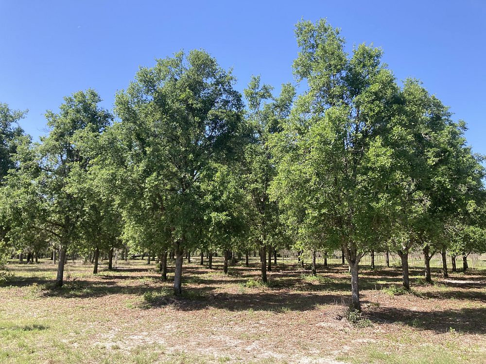 quercus-virginiana-live-oak-southern-oak-tree