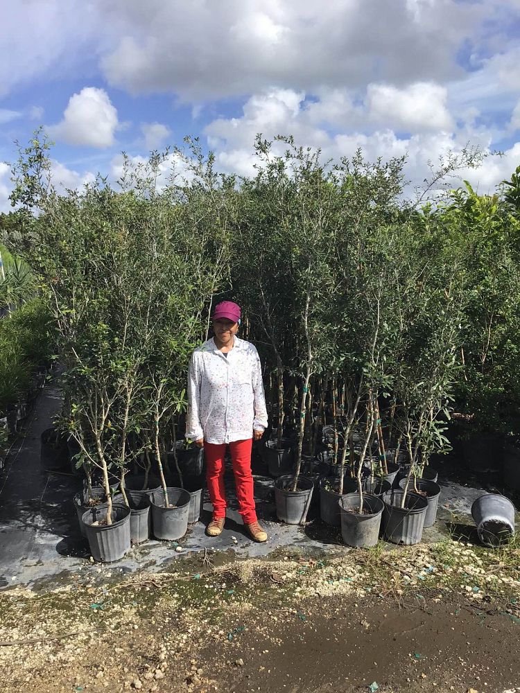 quercus-virginiana-live-oak-southern-oak-tree