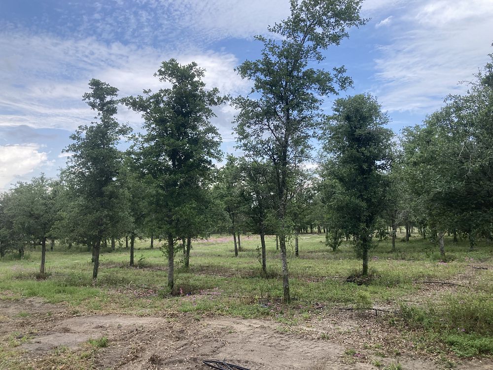 quercus-virginiana-live-oak-southern-oak-tree