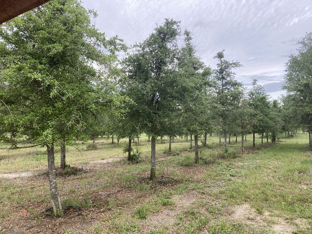 quercus-virginiana-live-oak-southern-oak-tree
