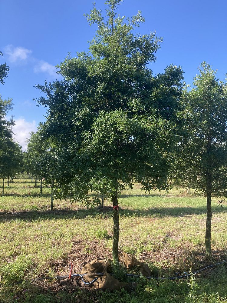 quercus-virginiana-live-oak-southern-oak-tree