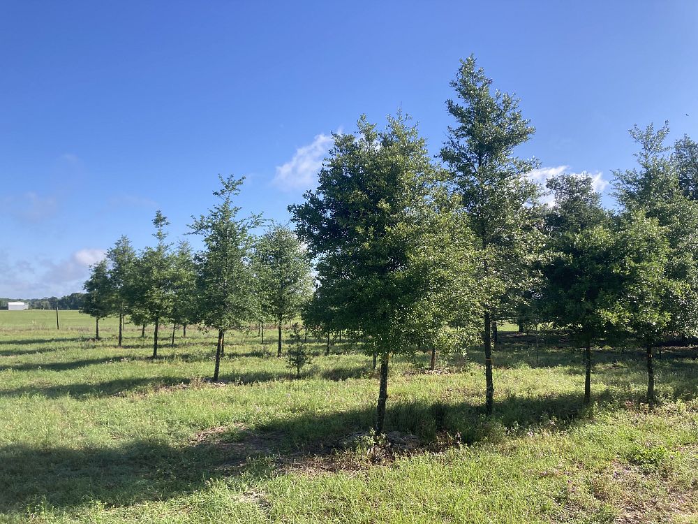 quercus-virginiana-live-oak-southern-oak-tree