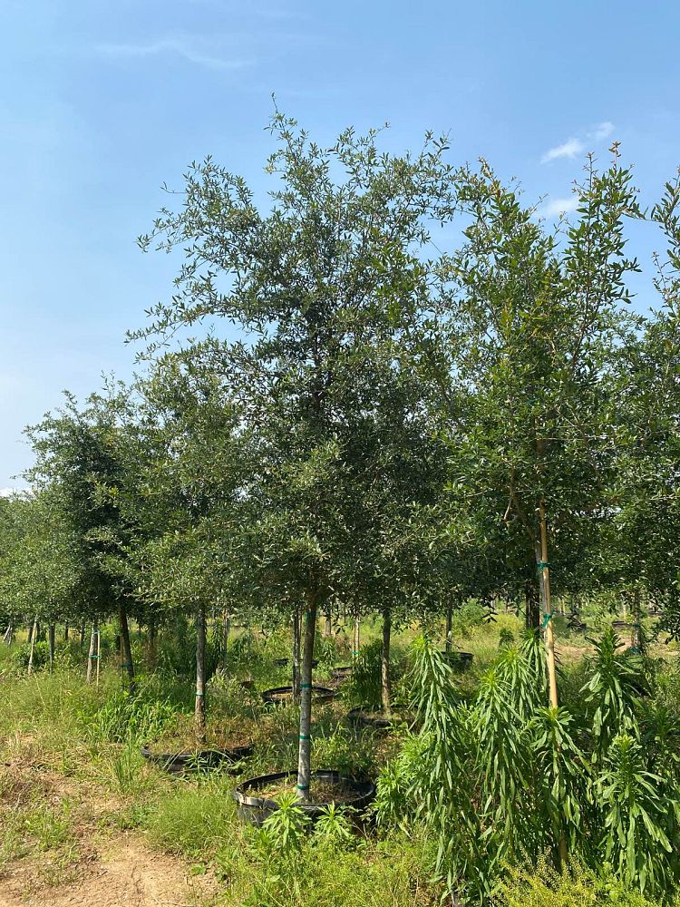 quercus-virginiana-live-oak-southern-oak-tree