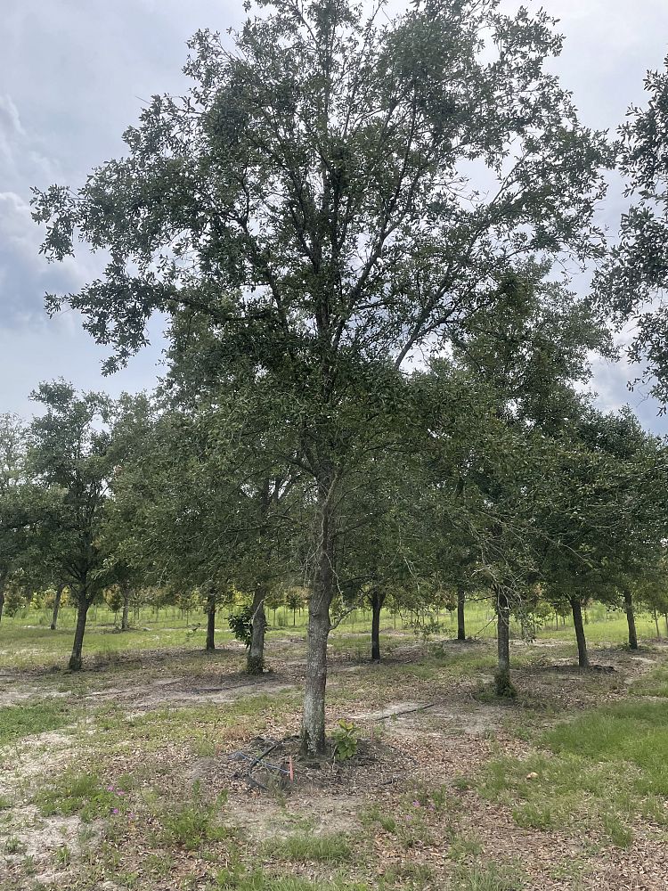 quercus-virginiana-live-oak-southern-oak-tree