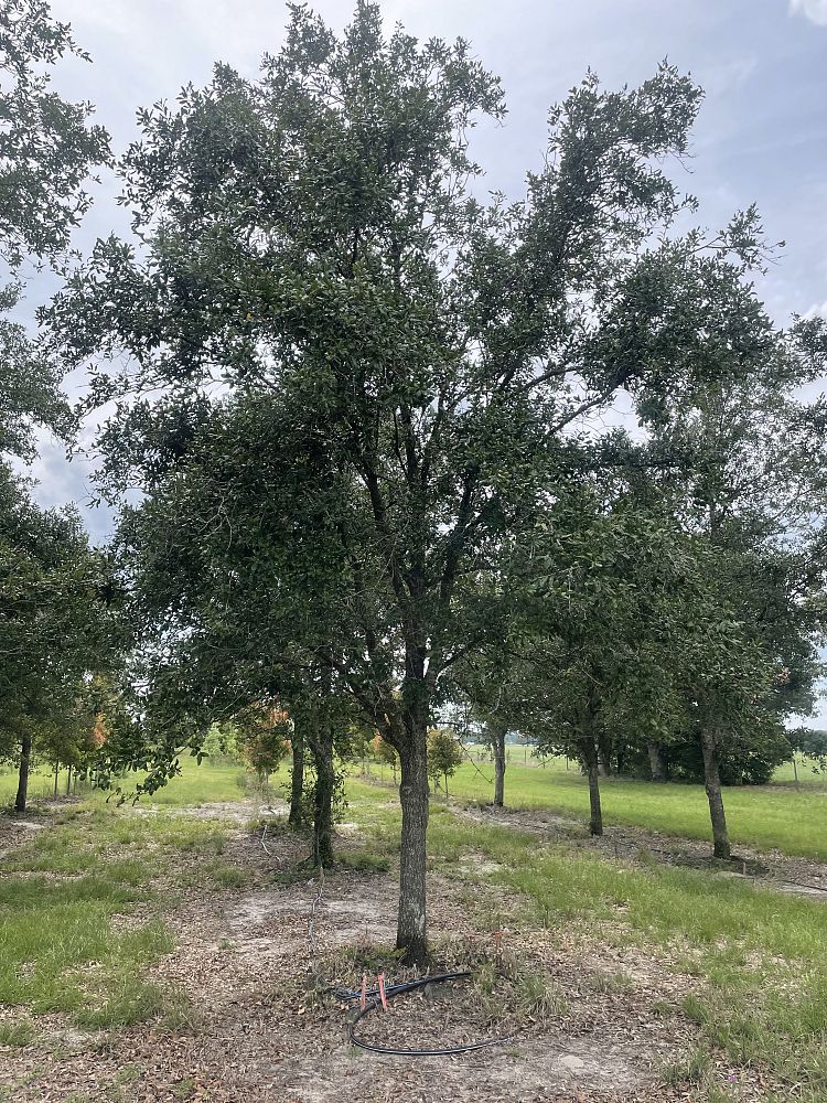 quercus-virginiana-live-oak-southern-oak-tree