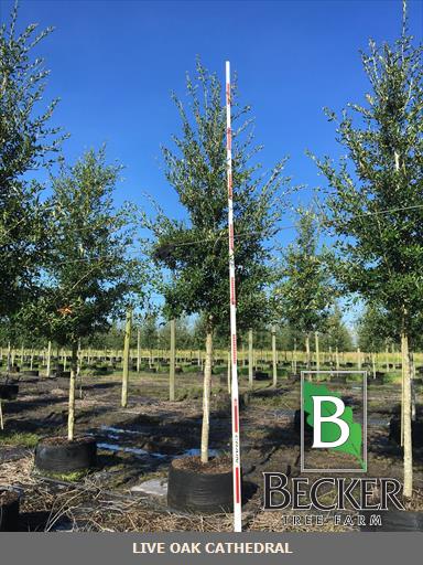 quercus-virginiana-live-oak-southern-oak-tree