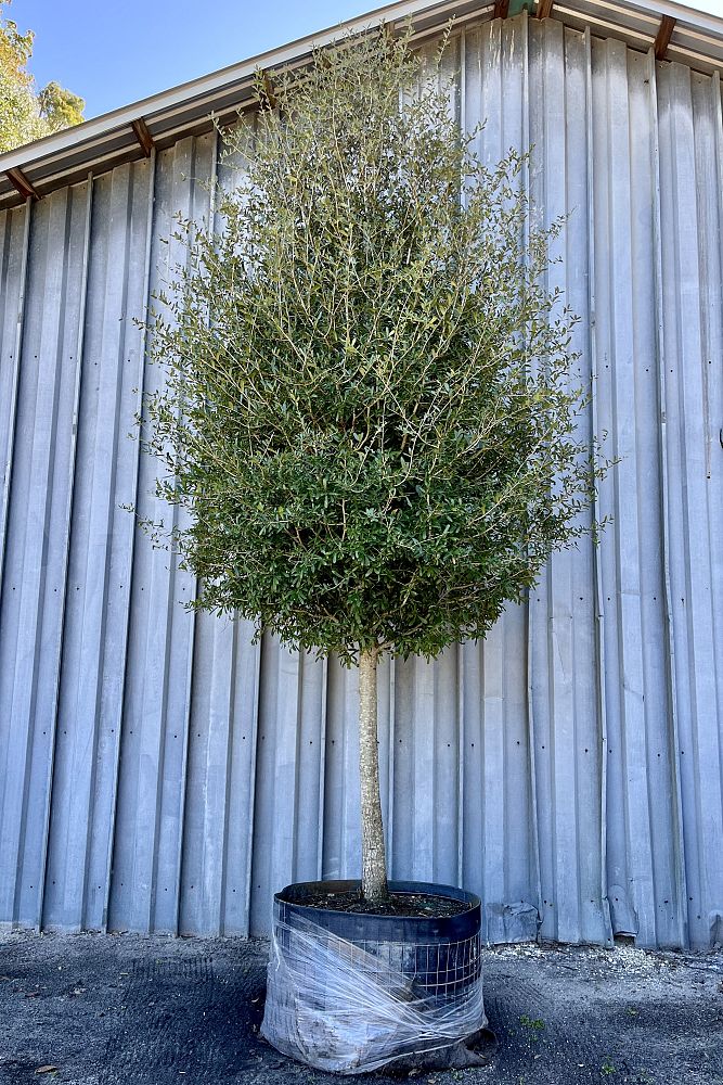 quercus-virginiana-live-oak-southern-oak-tree