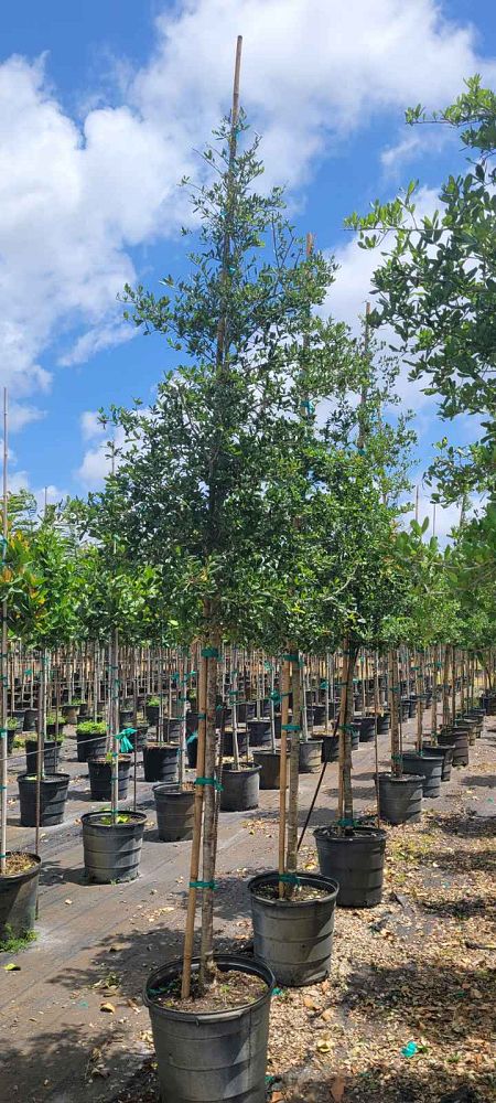 quercus-virginiana-live-oak-southern-oak-tree