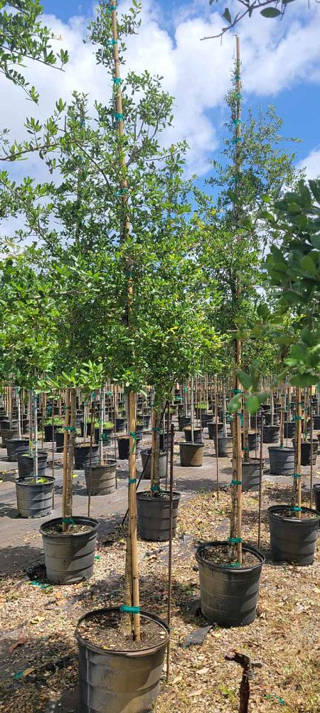 quercus-virginiana-live-oak-southern-oak-tree