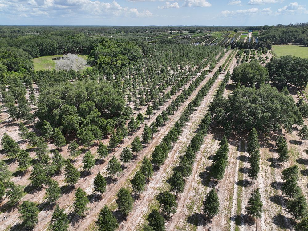 quercus-virginiana-live-oak-southern-oak-tree