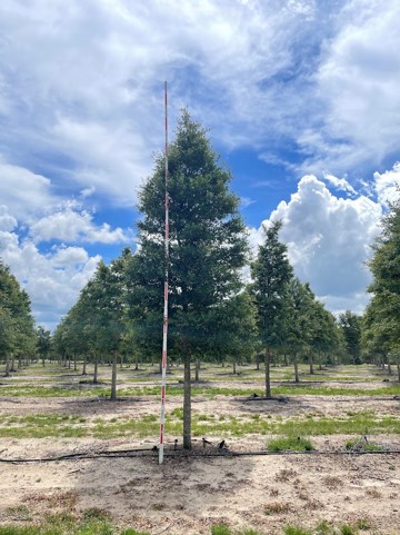 quercus-virginiana-live-oak-southern-oak-tree
