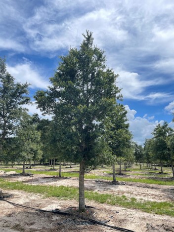 quercus-virginiana-live-oak-southern-oak-tree