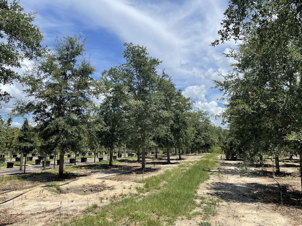 quercus-virginiana-live-oak-southern-oak-tree