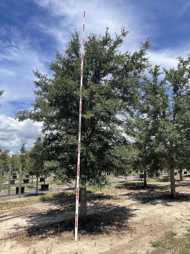 quercus-virginiana-live-oak-southern-oak-tree