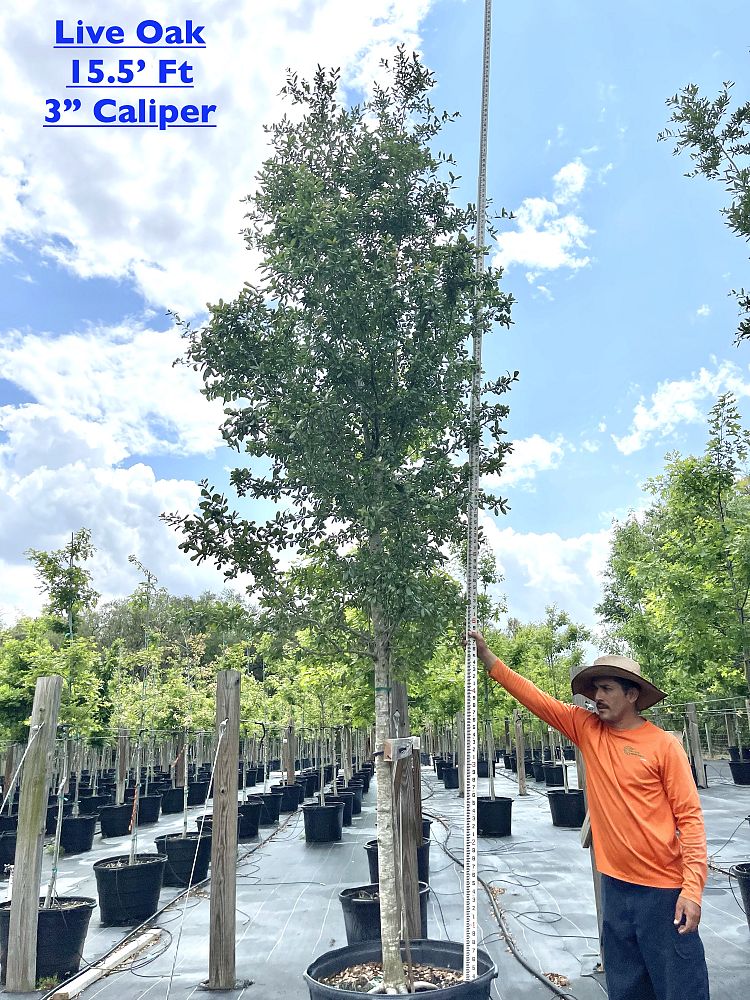 quercus-virginiana-live-oak-southern-oak-tree