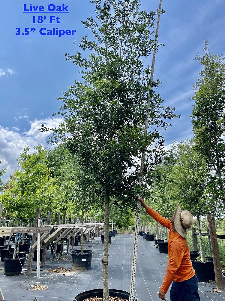 quercus-virginiana-live-oak-southern-oak-tree