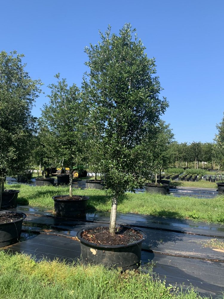 quercus-virginiana-live-oak-southern-oak-tree