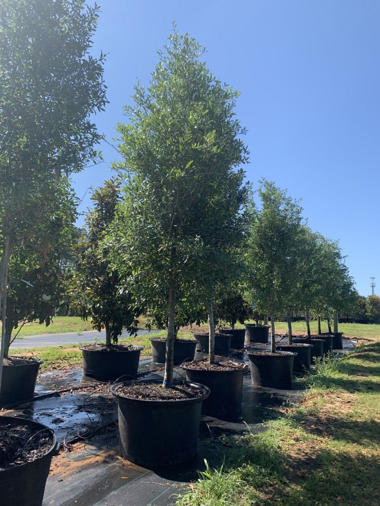 quercus-virginiana-live-oak-southern-oak-tree