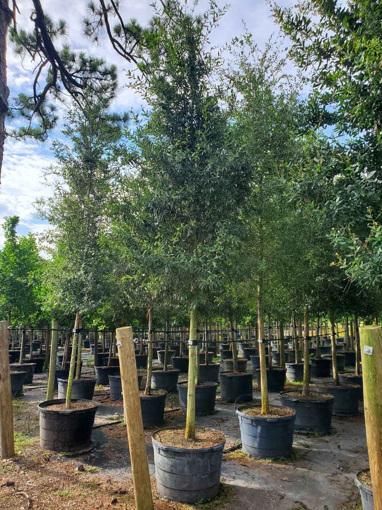quercus-virginiana-live-oak-southern-oak-tree