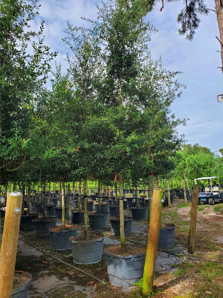 quercus-virginiana-live-oak-southern-oak-tree