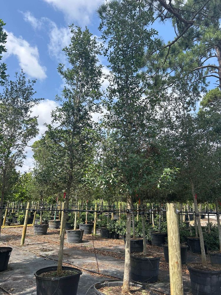 quercus-virginiana-live-oak-southern-oak-tree