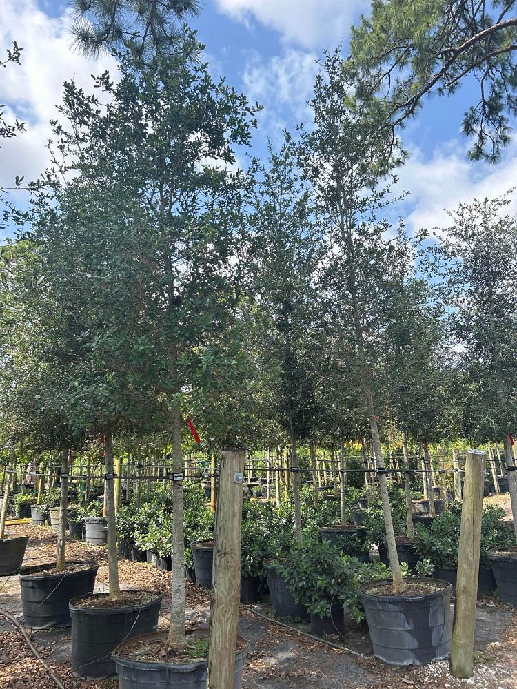 quercus-virginiana-live-oak-southern-oak-tree