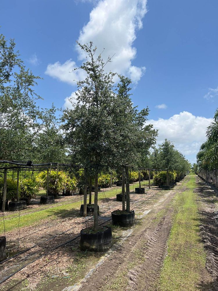 quercus-virginiana-live-oak-southern-oak-tree