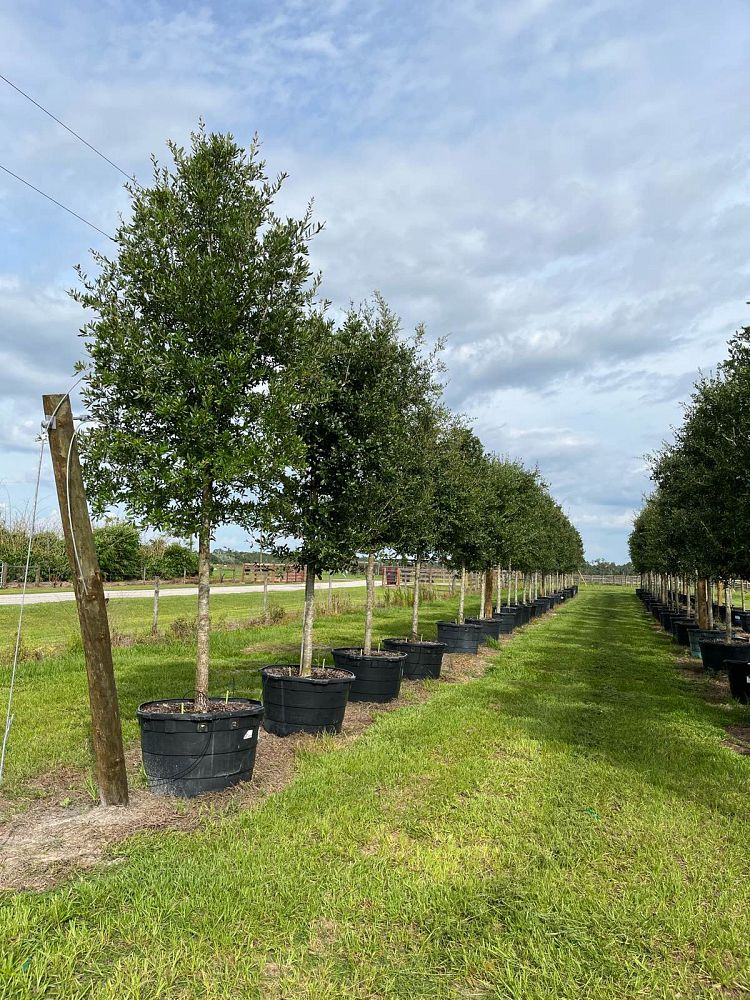 quercus-virginiana-live-oak-southern-oak-tree