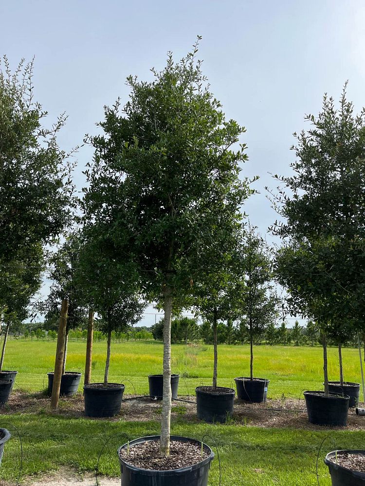 quercus-virginiana-live-oak-southern-oak-tree