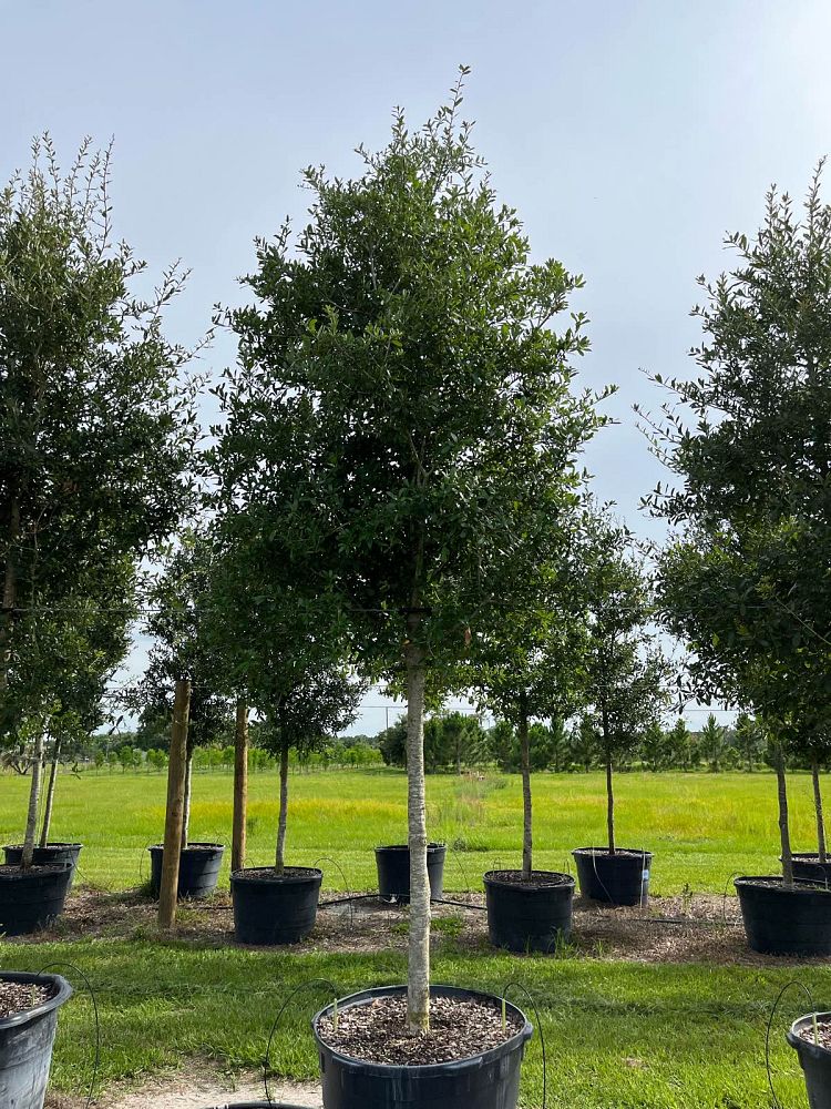 quercus-virginiana-live-oak-southern-oak-tree