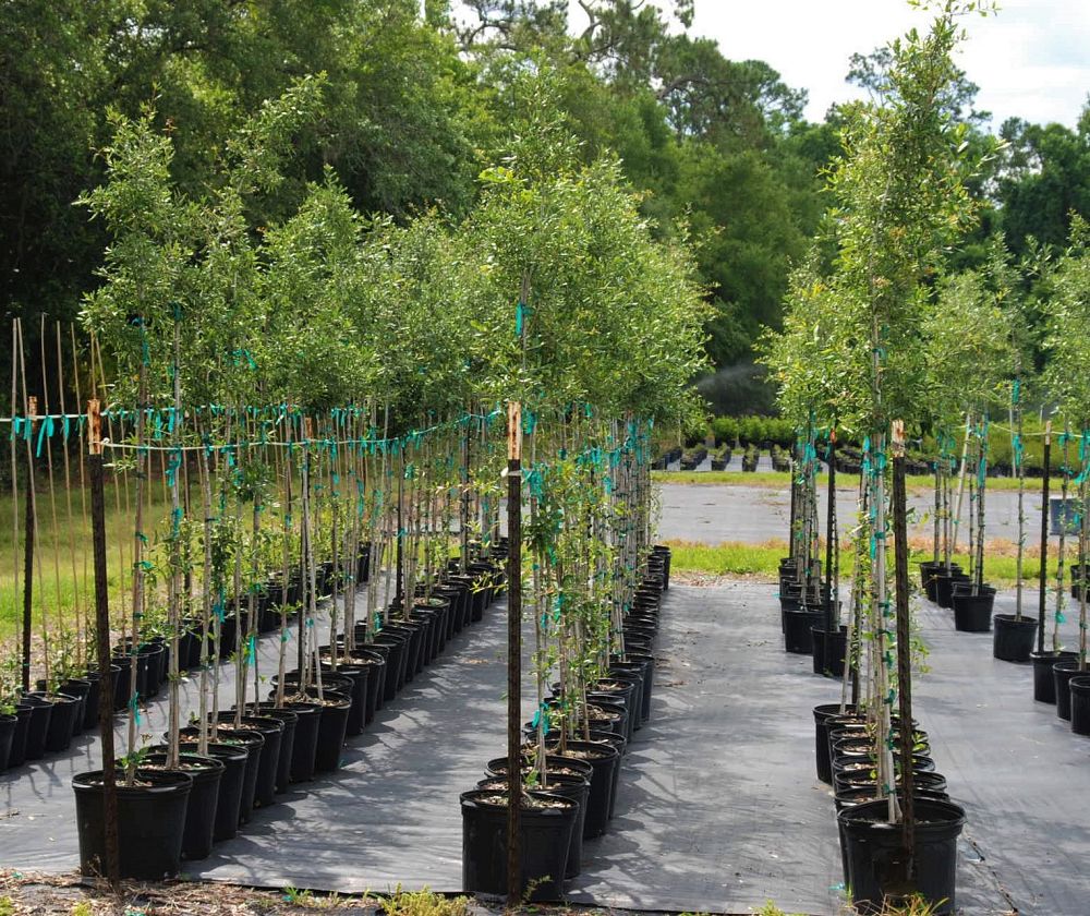 quercus-virginiana-live-oak-southern-oak-tree