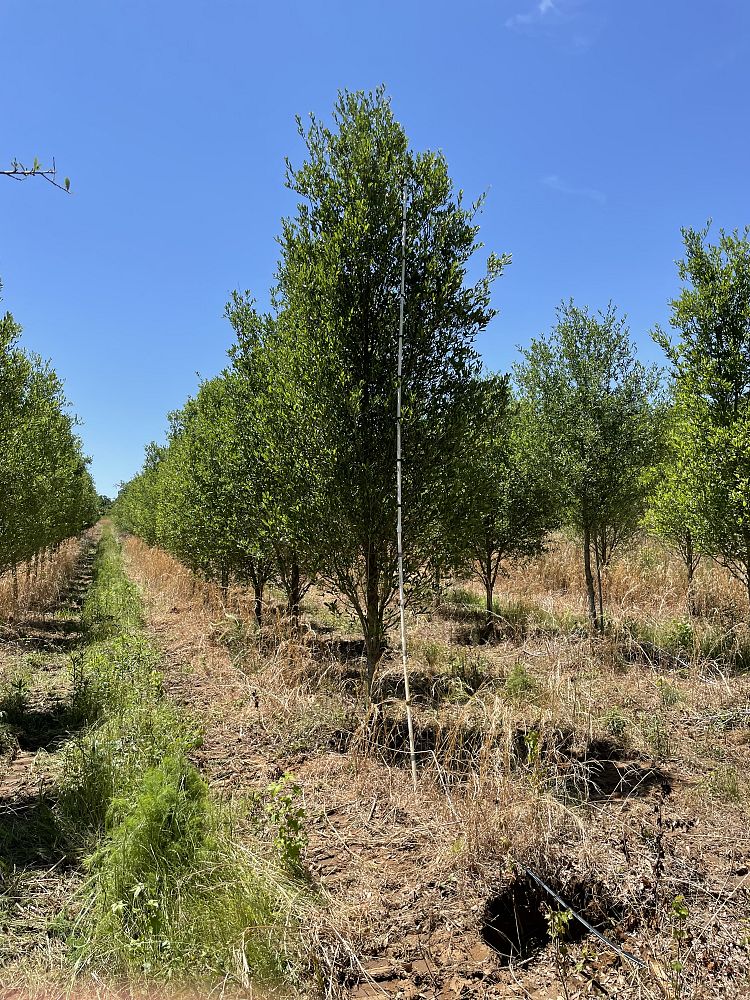 quercus-virginiana-live-oak-southern-oak-tree