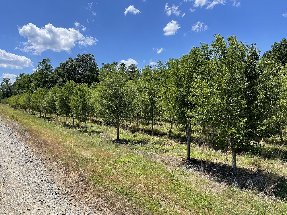 quercus-virginiana-live-oak-southern-oak-tree