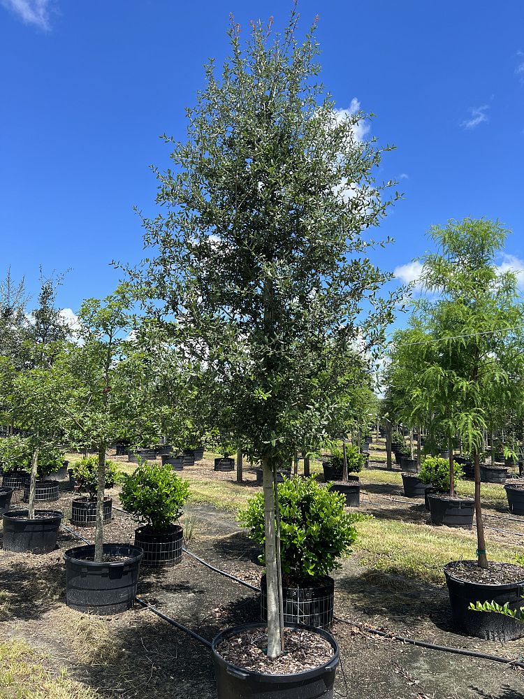 quercus-virginiana-live-oak-southern-oak-tree