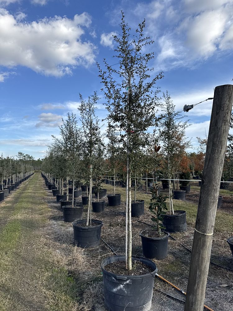 quercus-virginiana-live-oak-southern-oak-tree