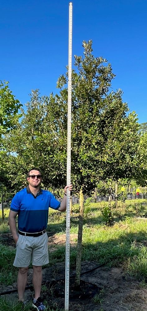 quercus-virginiana-live-oak-southern-oak-tree