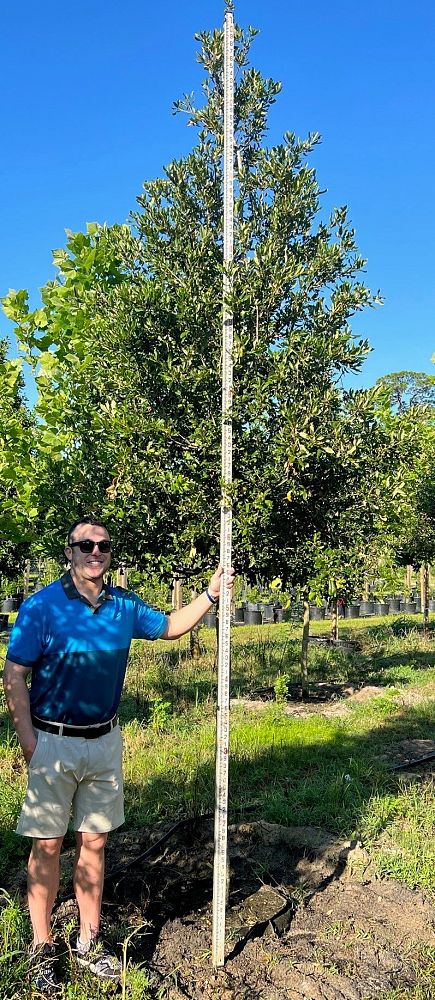 quercus-virginiana-live-oak-southern-oak-tree