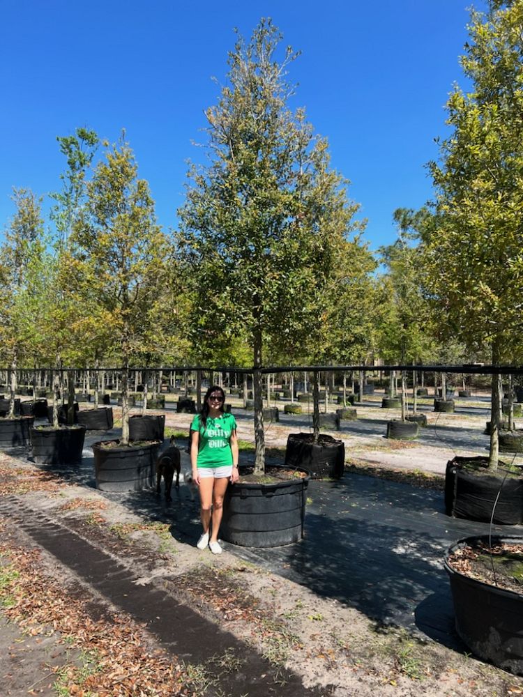 quercus-virginiana-live-oak-southern-oak-tree