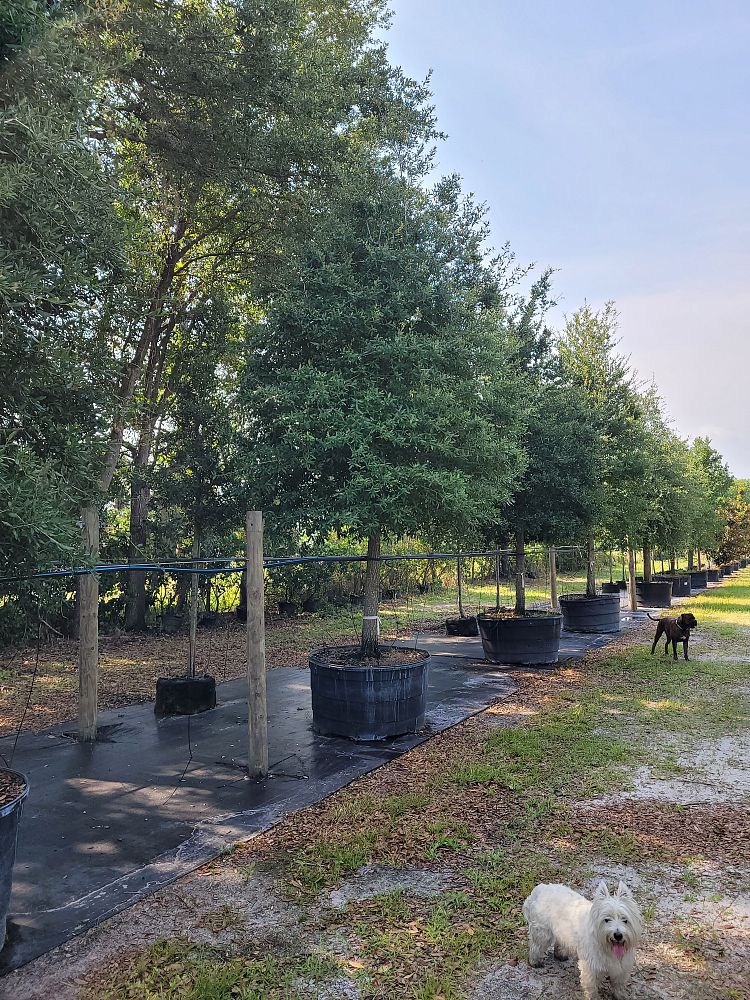 quercus-virginiana-live-oak-southern-oak-tree