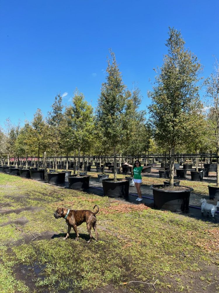 quercus-virginiana-live-oak-southern-oak-tree