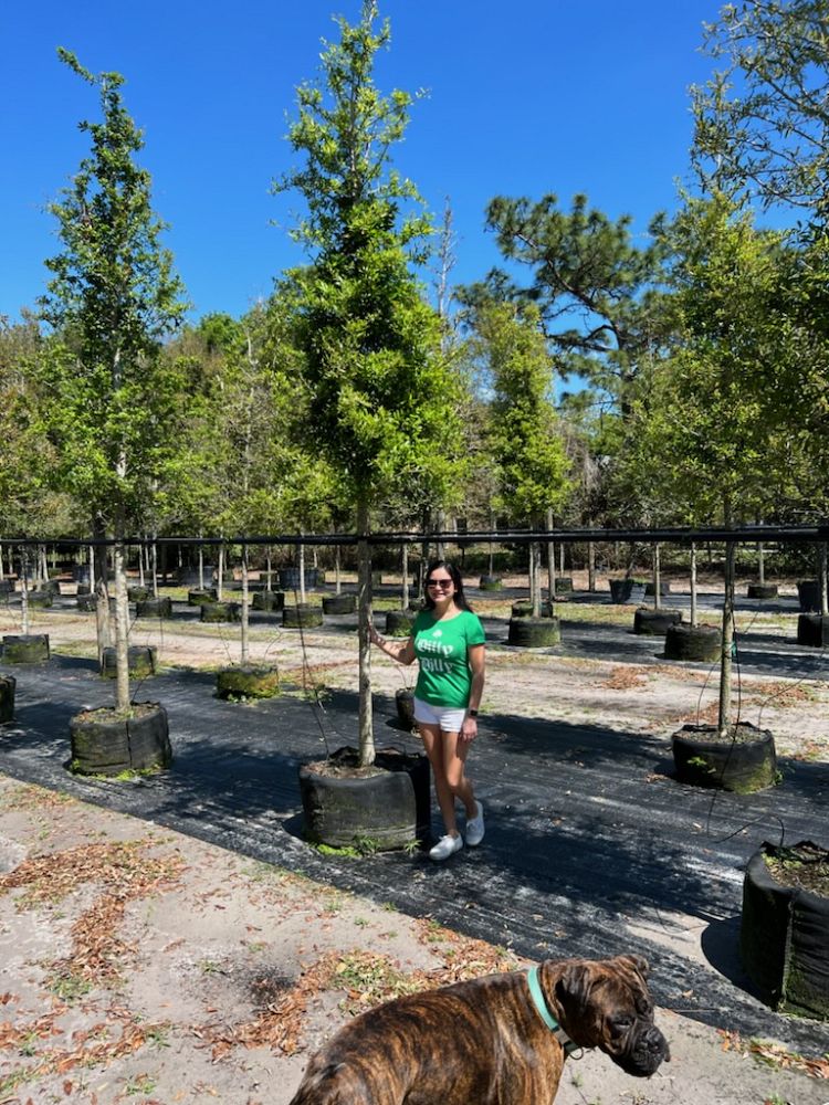 quercus-virginiana-live-oak-southern-oak-tree