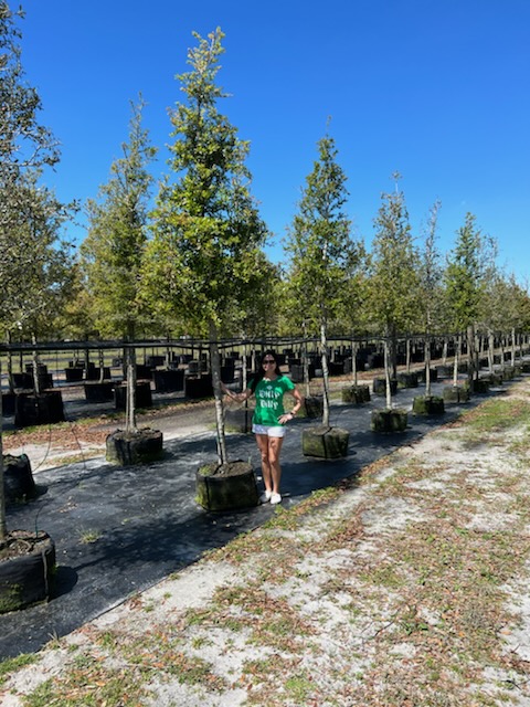 quercus-virginiana-live-oak-southern-oak-tree