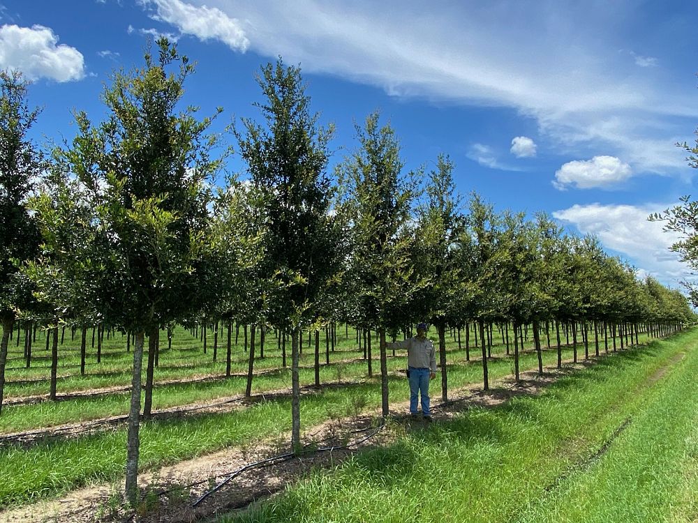 quercus-virginiana-live-oak-southern-oak-tree