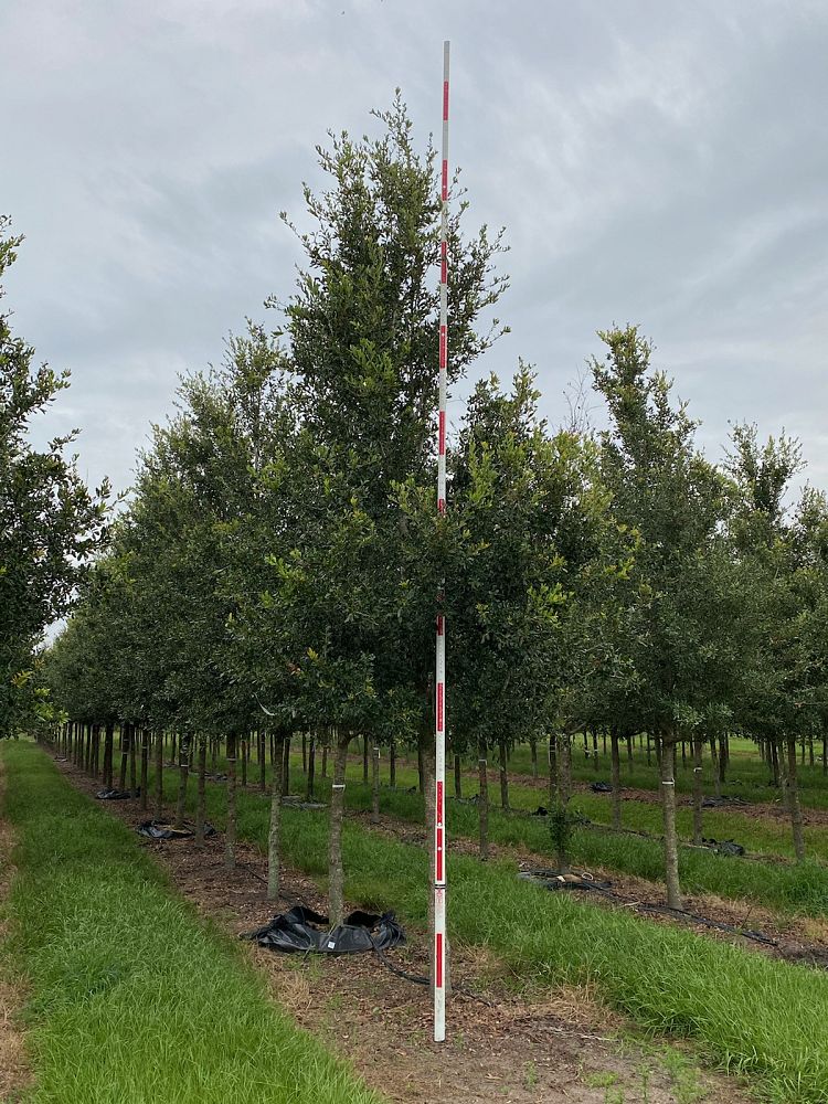 quercus-virginiana-live-oak-southern-oak-tree