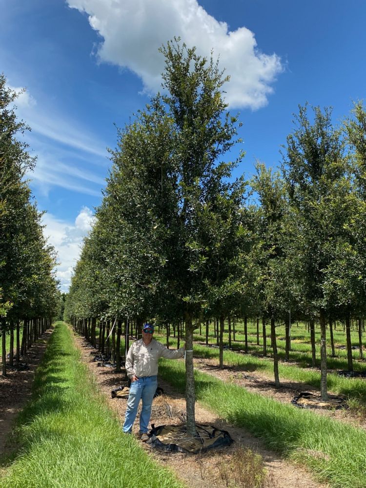 quercus-virginiana-live-oak-southern-oak-tree