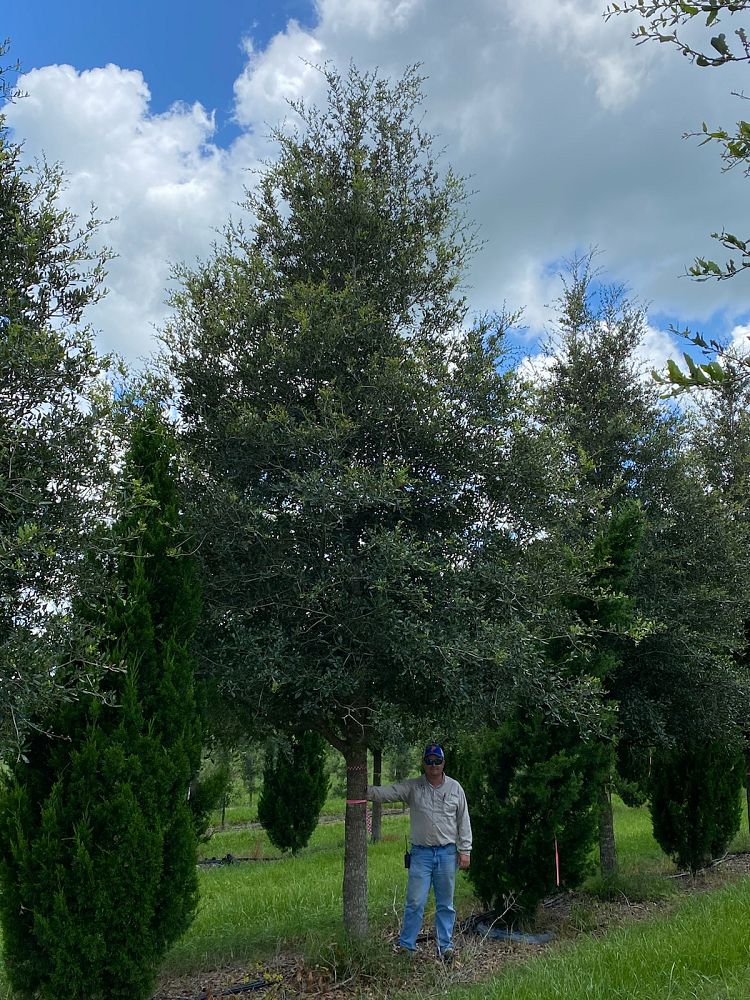 quercus-virginiana-live-oak-southern-oak-tree