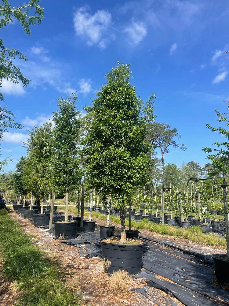 quercus-virginiana-live-oak-southern-oak-tree