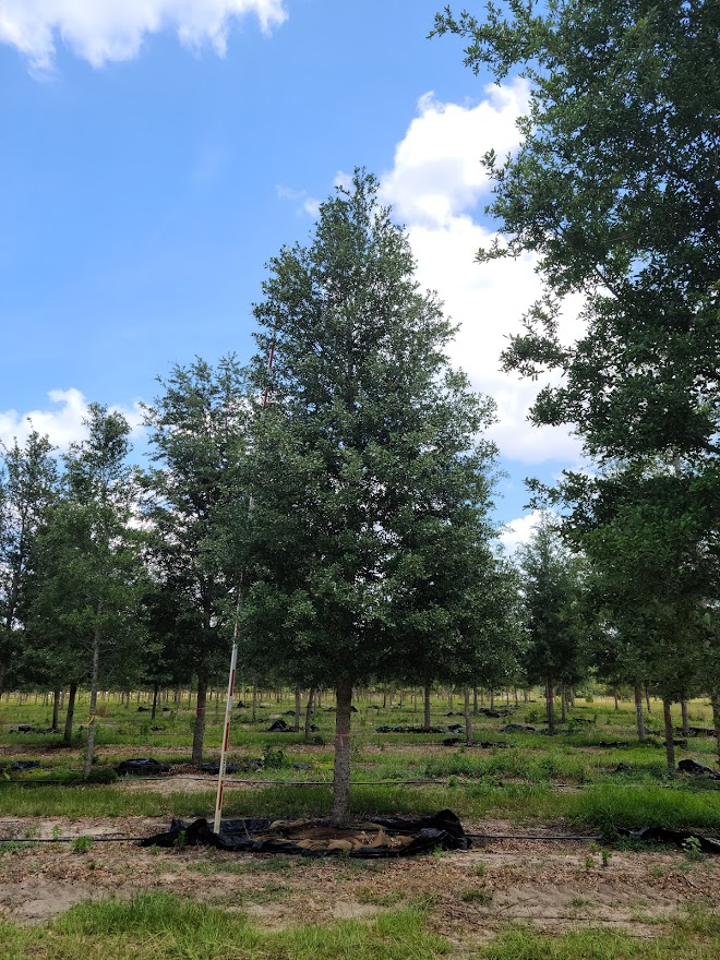 quercus-virginiana-live-oak-southern-oak-tree