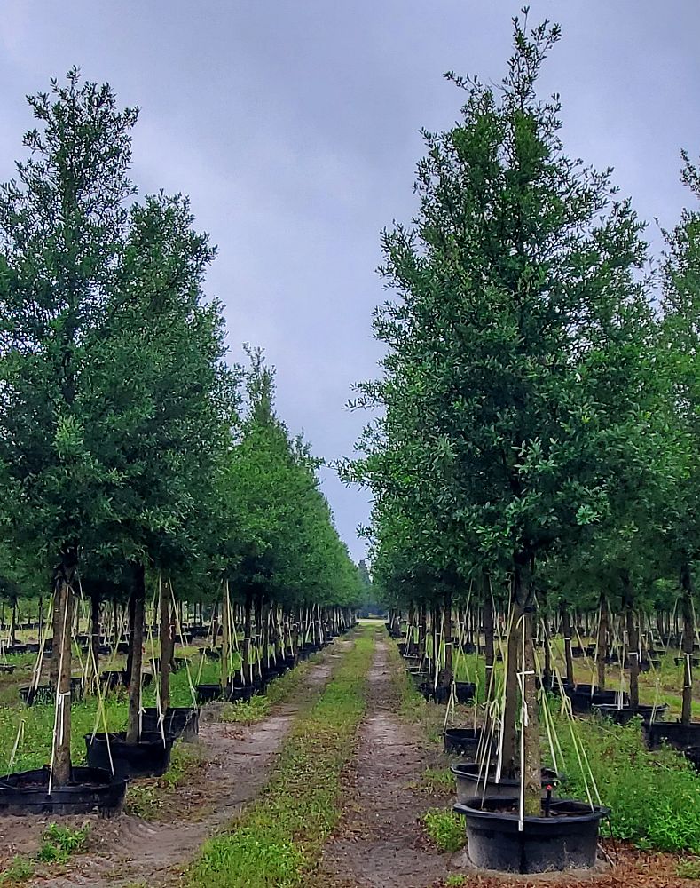 quercus-virginiana-live-oak-southern-oak-tree