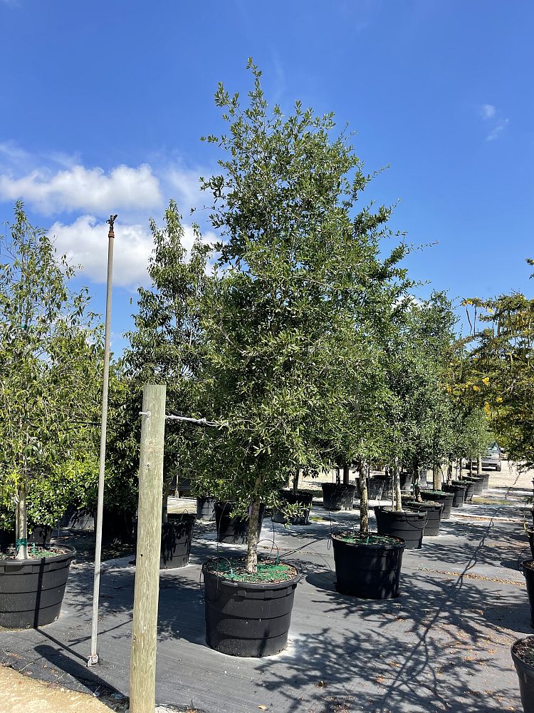 quercus-virginiana-live-oak-southern-oak-tree